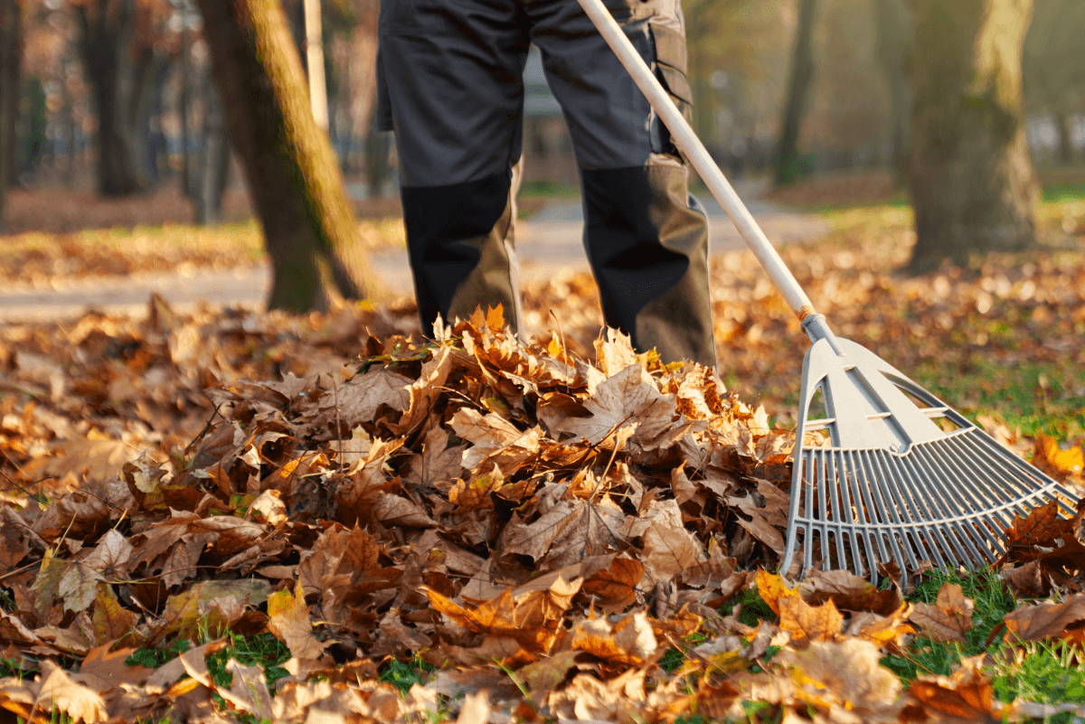 Leaf Removal in Fayetteville