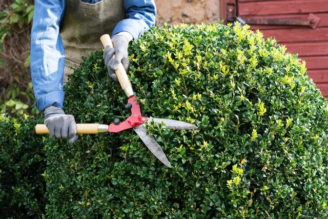 Shrub Trimming in Fayetteville